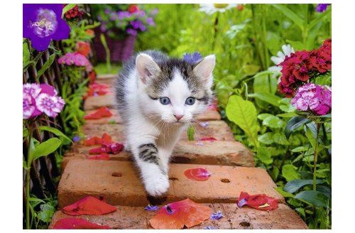 NATHAN Puzzle adulte : petit chat en balade dans le jardin - 500 pieces -  collection animaux - chaton 