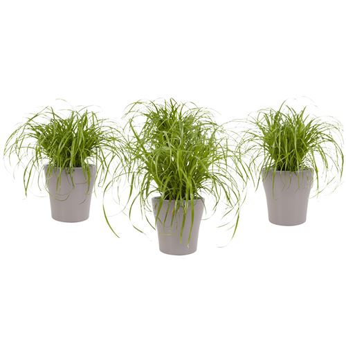 Gazon De Botanicly 4 Herbe A Chat En Pot De Fleur Brun Comme Un Ensemble Hauteur 23 Cm Cyperus Alternifolius Zumula Plantes Graines Et Bulbes Achat Prix Fnac Gazon De Botanicly 4 Herbe A Chat En Pot De Fleur Brun Comme Un Ensemble Hauteur 23 Cm Cyperus Alternifolius Zumula Plantes Graines Et Bulbes Achat Prix Fnac