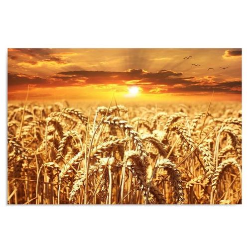 Tableau Art moderne Image sur toile Canevas Soleil couchant Champ Blé 100x70