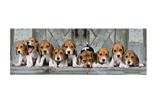 Puzzle Chiens : Beagles 1000 Pieces Collection Panorama Animaux Clementoni 39435 - vue 1