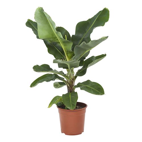 Plante d'intérieur de Botanicly – Bananier – Hauteur: 80 cm – Musa 4