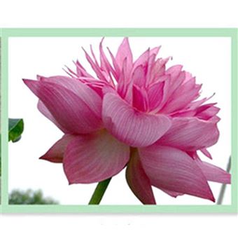 Elever Coloré Nain Graines De Lotus Fleur De Nénuphar