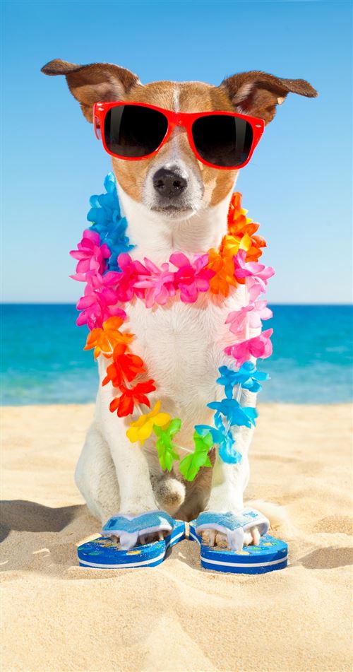 Good Morning serviette de plage Buddy junior 75 x 150 cm velours