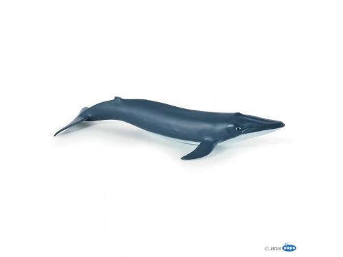 Bébé baleine bleue