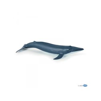 Bébé baleine bleue