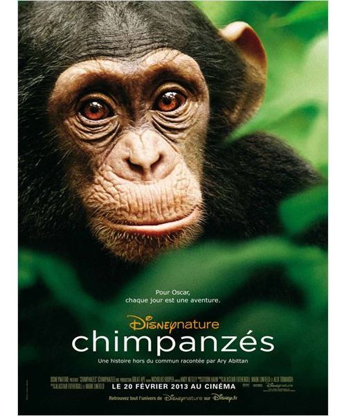 Chimpanzés AFFICHE CINEMA ORIGINALE
