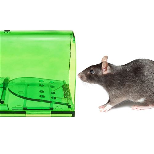 Piège pour rats souris rongeurs cage en plastique paquet de 2