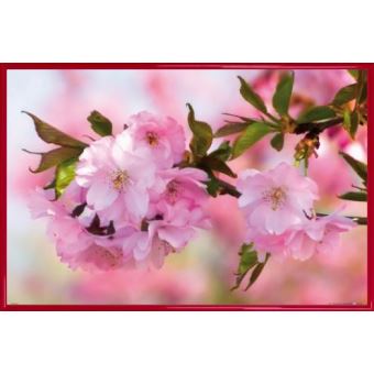 Poster Encadré Fleurs Cerisier En Fleur 61x91 Cm Cadre Plastique Rouge