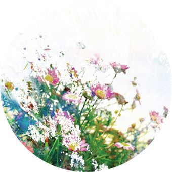 Sticker Fenêtre Fleurs d'ail rose Draeger la carterie - Achat & prix