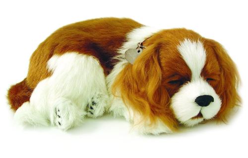 Perfect Petzzz - 4905 - Peluche - Chien Epagneul Cavalier King Charles