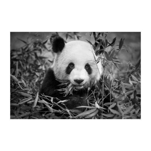 Image encadrée baguette minimaliste Panda - MDF - 61x91 cm - Gris et blanc - Moulure blanc mat 19x19 cm