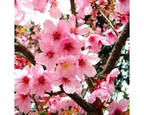 10Pcs Graines de fleurs rare japonais cerisier sakura
