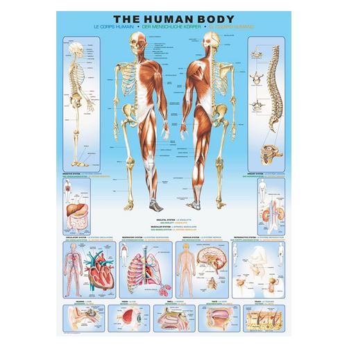 Eurographics The Human Body (1000)
