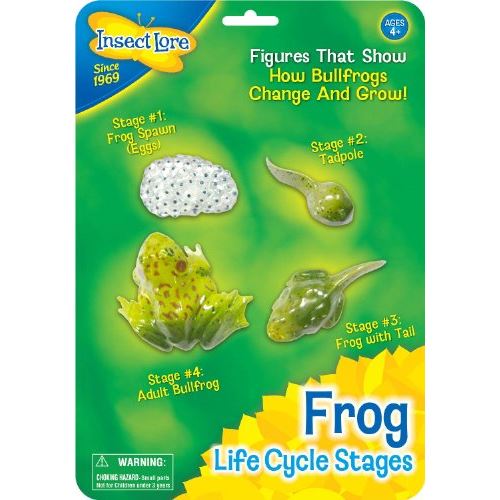 Insect Lore Frog Life Cycle Stages