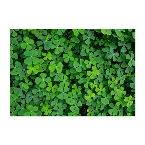 Artgeist - Papier peint - Green Clover 150x105