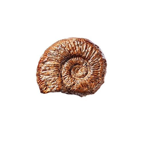 Jeu de sciences et d'expérience Les minéraux Ammonite