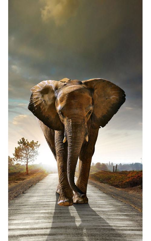 AG Design Rideaux – Éléphant – Rideaux Enfants – Impression Photo 3D - 180 x 160 cm - 1 voilages – FCSL 7507