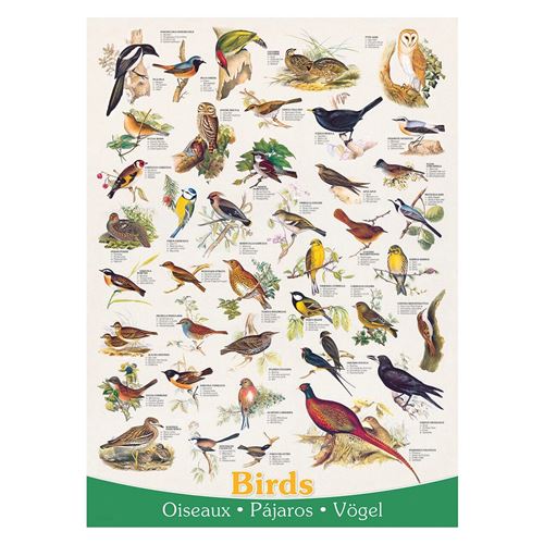 Eurographics Birds (1000)