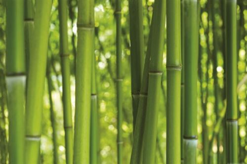 Bambous Poster Reproduction - Forêt De Bambou (80x120 cm)