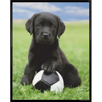 Mini Poster Encadré Chiens Labrador Avec Ballon De Foot 50x40 Cm Cadre Plastique Noir