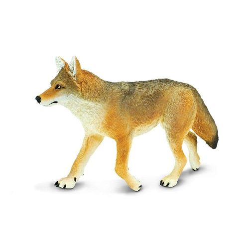 Safari Faune Merveilles Coyote