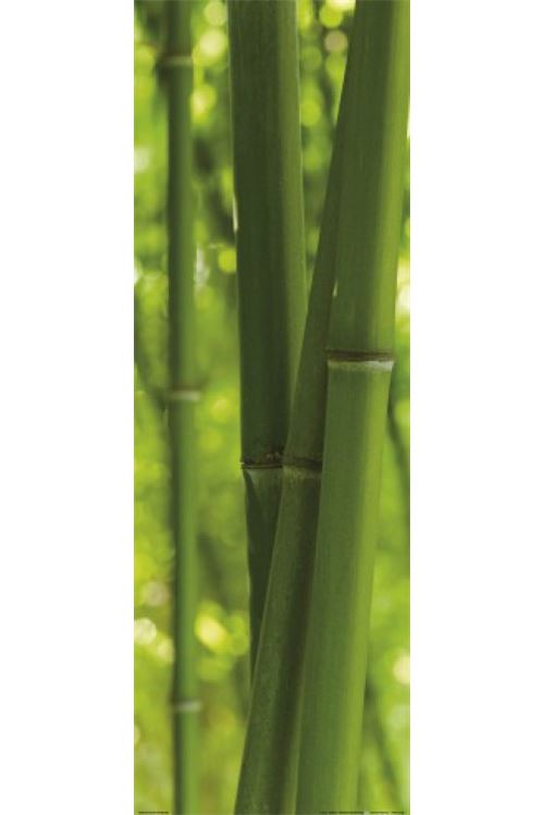 Bambous Poster Reproduction - Forêt De Bambou (91x30 cm)