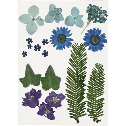 Creotime fleurs et feuilles bleues séchées 19 pièces multicolores