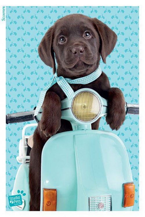 Chiens Poster Chiot Labrador Mignon Sur Un Scooter 91x61 Cm Poster Affiche Enroule Top Prix Fnac