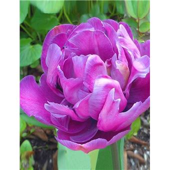 Kaimu Nouveau Belle Adorable Fleur Odorante Graines Fragrant Blooms Tulipes Colorees Graines Fleurs Jardin Et Exterieur Plantes Graines Et Bulbes Achat Prix Fnac