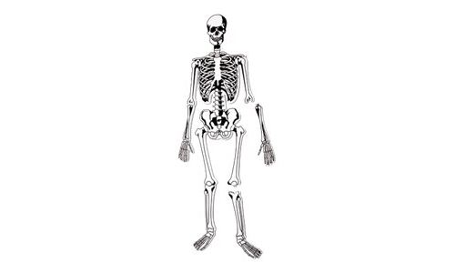 Learning Resources - Skeleton Floor Puzzle - puzzle - 15 pièces