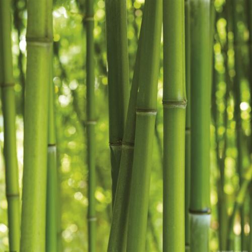 Bambous Poster Reproduction - Forêt De Bambou (70x70 cm)