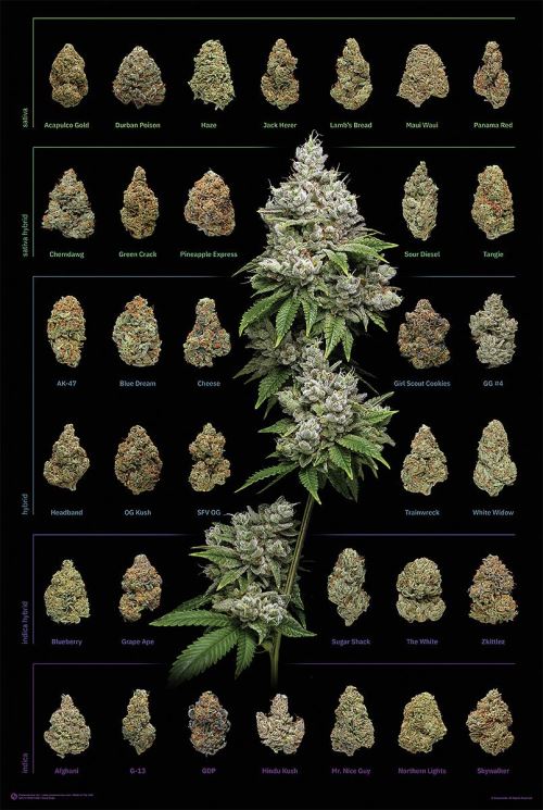 Poster affiche enroulé Cannabis Poster Dank Nugs Marihuana-Sorten 91.5 x 61cm
