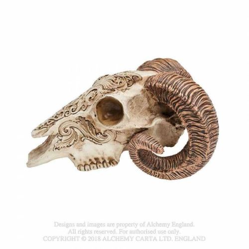 Scrimshaw Ram Skull