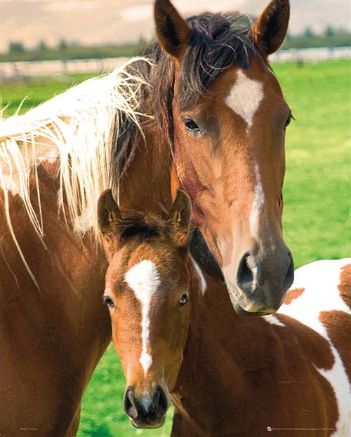 Affiche Mini Horses Mare and Foal 40x50cm