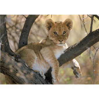 Grands Felins Poster Bebe Lion 61x91 Cm Poster Affiche Enroule Top Prix Fnac Grands Felins Poster Bebe Lion 61x91 Cm Poster Affiche Enroule Top Prix Fnac