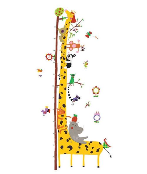 Toise ou courbe de croissance girafe Amis d Amazonie