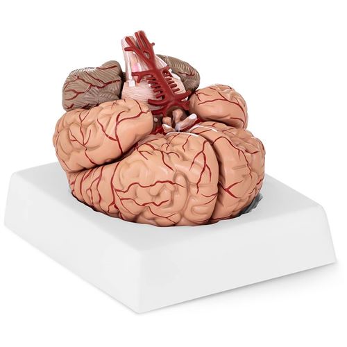 Maquette Anatomique Cerveau Humain Modèle Cerveau En Plastique 9 Pièces Artère