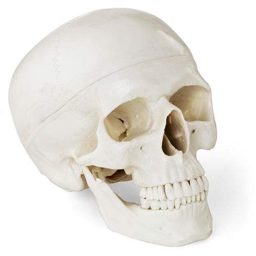 Crâne Humain Blanc Crâne Maquette Anatomique Matériel Os Crâne Didactique 1:1