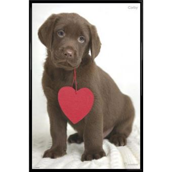 Poster Encadré Chiens Corby Le Chiot Labrador Au Grand Coeur 91x61 Cm Cadre Plastique Noir