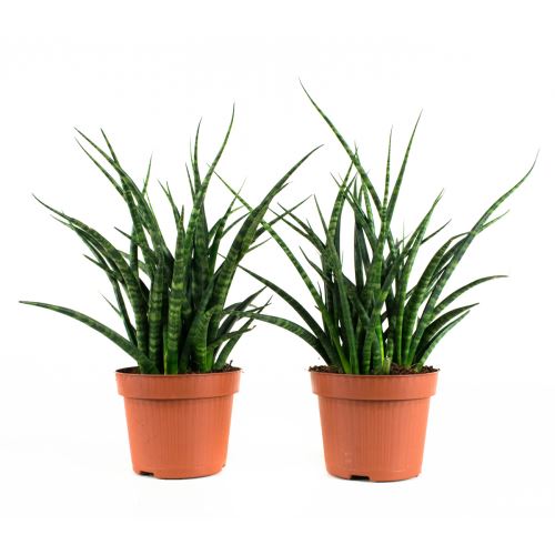 Plantes d'intérieur de Botanicly – 2 × Langue de belle-mère – Hauteur: 25 cm – Sansevieria Fernwood Punk