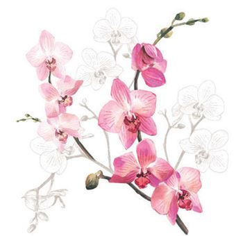 Orchidée de Botanicly – Orchidée papillon blanc – Hauteur: 50 cm