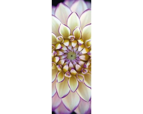 Puzzle 1000 Pièces : Alan Shapiro, Dahlia Blanc, Schmidt Spiele
