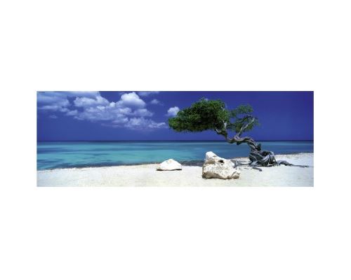 Puzzle 1000 pièces panoramique - Alexander von Humboldt : Arbre de Divi Divi