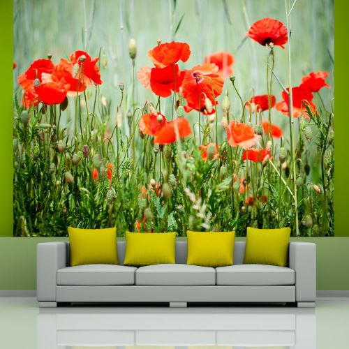 Papier peint - Champ de coquelicots rouges - 200x154 - Fleurs