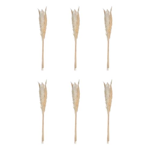 6 tiges fleurs séchées pampa naturelle 65cm beige - Coloris : Gris179281