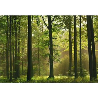 Forets Papier Peint Photo Poster Foret D Automne 8 Parties 254x368 Cm Autre Poster Top Prix Fnac