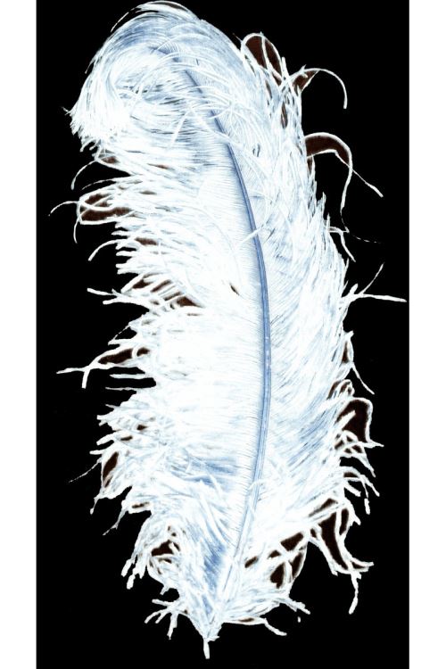 Plume autruche luxe 50 cm blanche