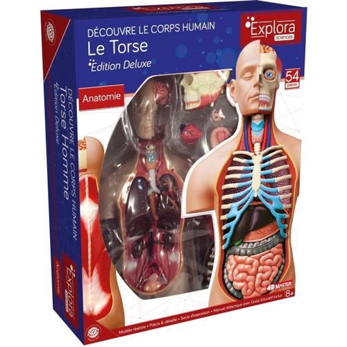 MGM - Explora - Anatomie torse humain - Experience anatomie