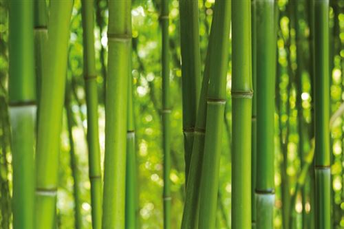Bambous Poster Reproduction - Forêt De Bambou (120x180 cm)