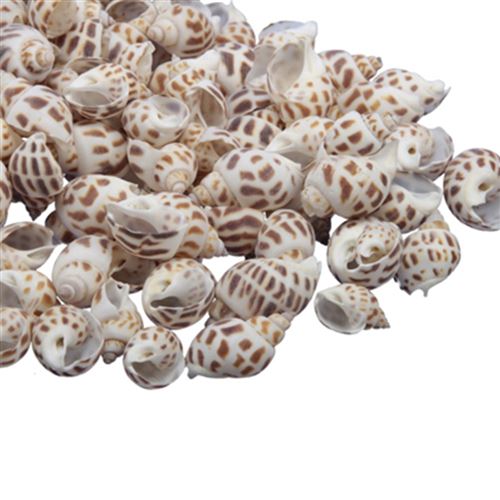 coquillages babylonia areolata 1kg nature